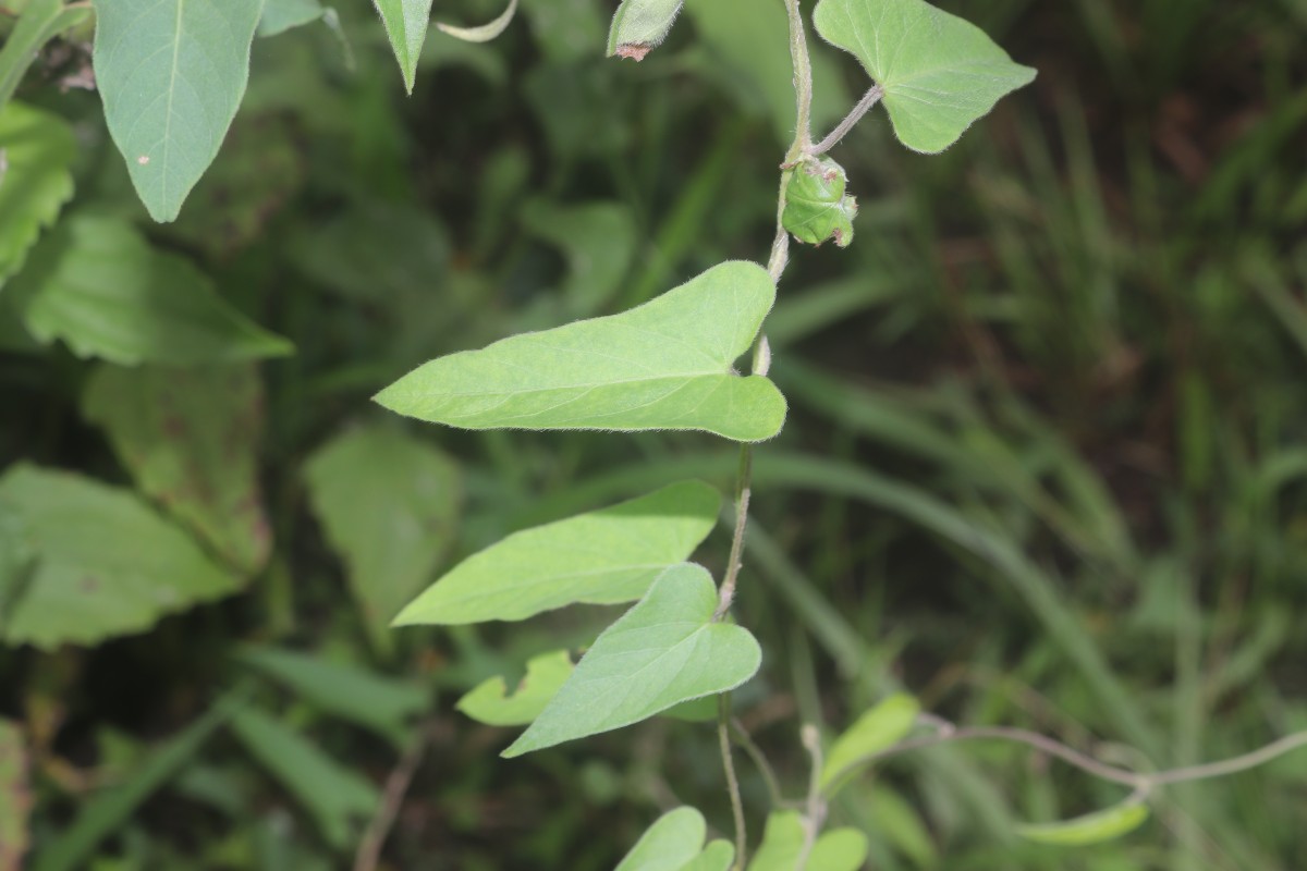 Ipomoea eriocarpa R.Br.